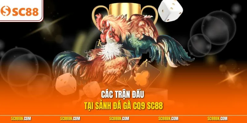 Các trận đấu tại sảnh đá gà CQ9 SC88