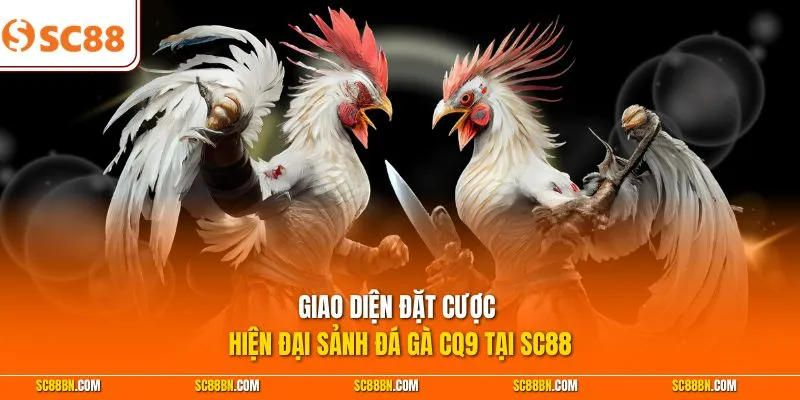 Giao diện đặt cược hiện đại sảnh đá gà CQ9 tại SC88