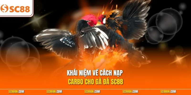 Khái niệm về cách nạp Carbo cho gà đá SC88
